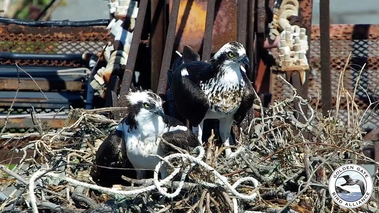 A new female helps Richmond defend his nest | Mar 17, 2026