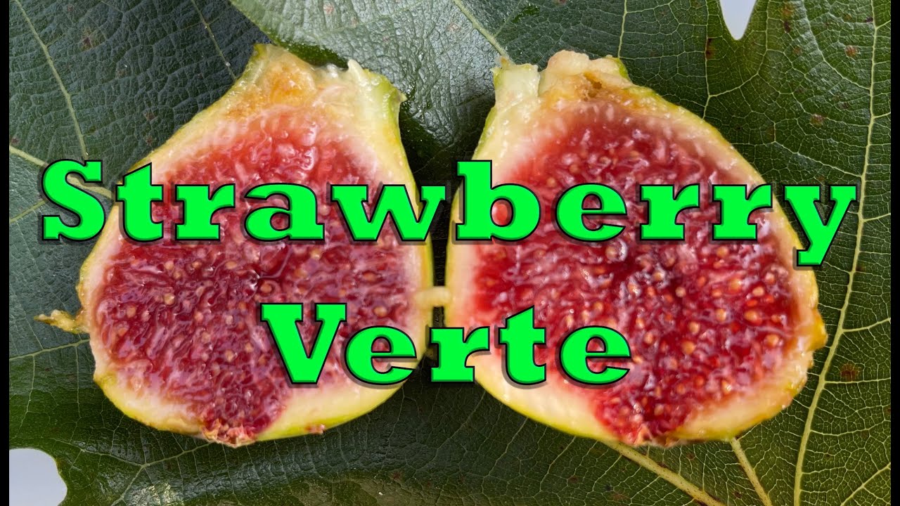 Обзор сорта инжира: Strawberry Verte — инжир со сладким клубничным вкусом