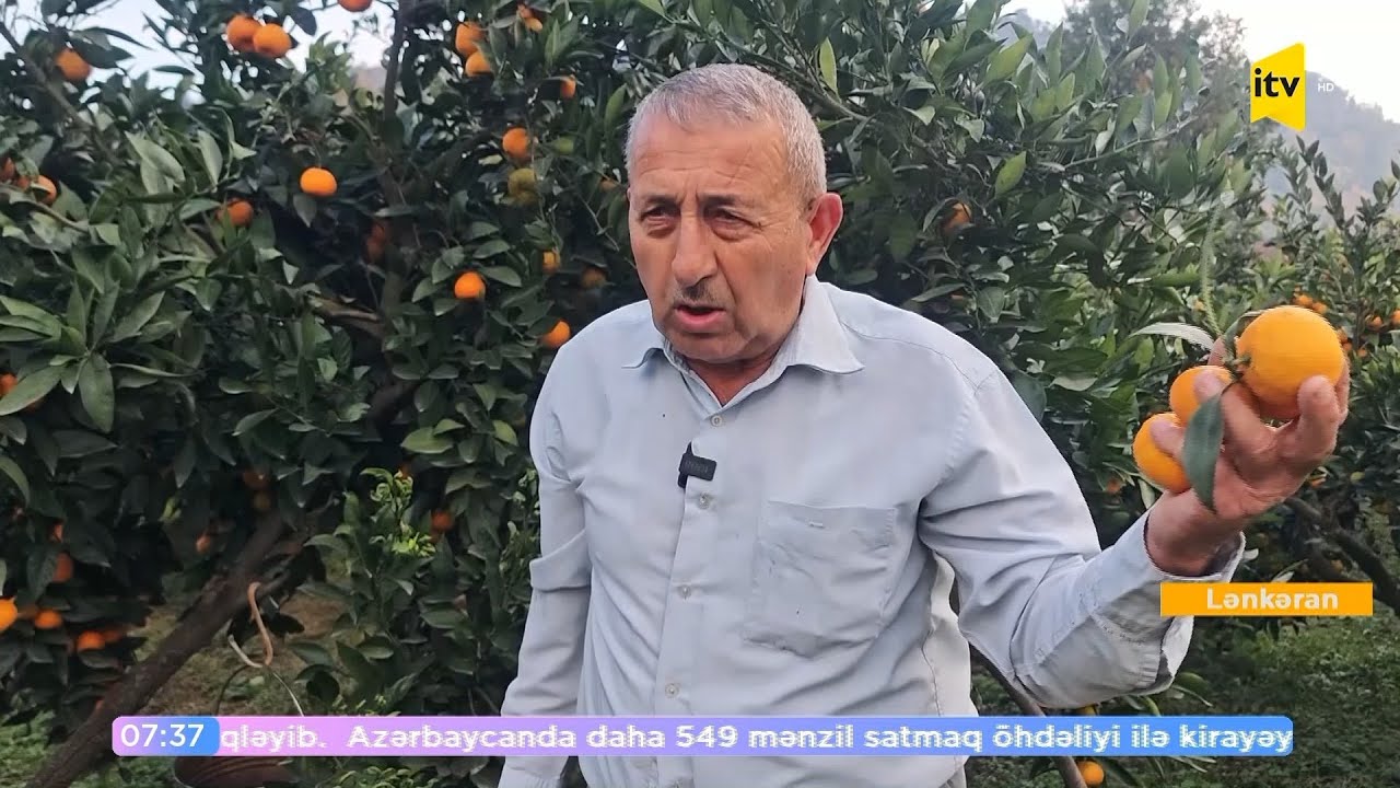 Astaranın mandarin bağları - məhsuldarlıq azdır