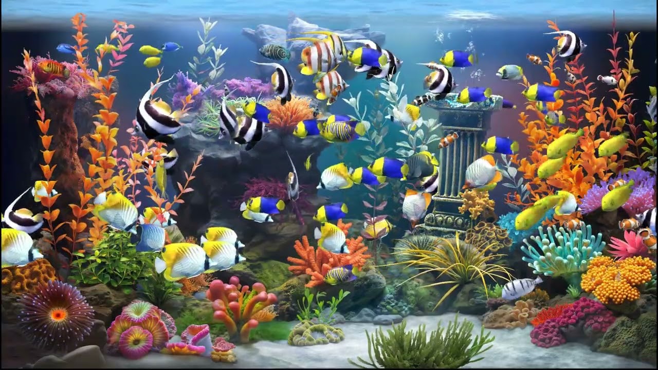 Zen Aquarium - Rainbow Reef - 1 hour (no music)
