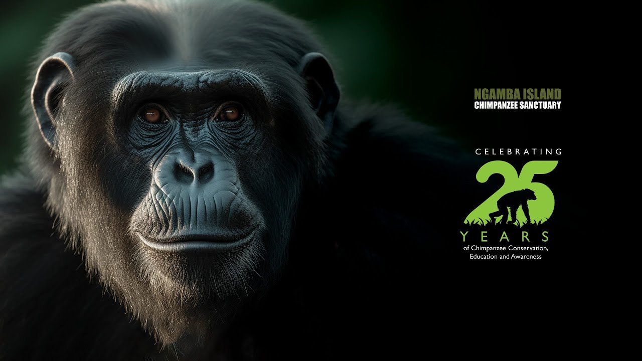 CELEBRATING 25 YEARS  OF NGAMBA ISLAND CHIMPANZEE SANCTUARY