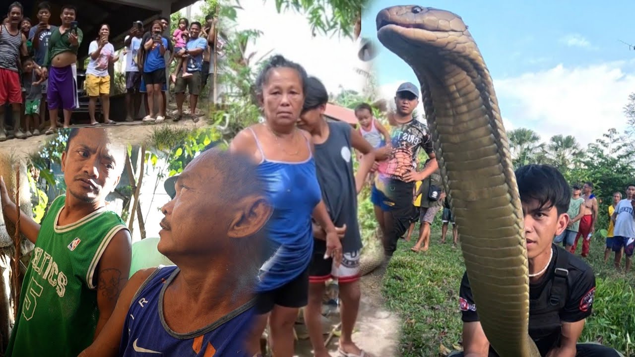 MAHABANG KING COBRA ANG NAHULI