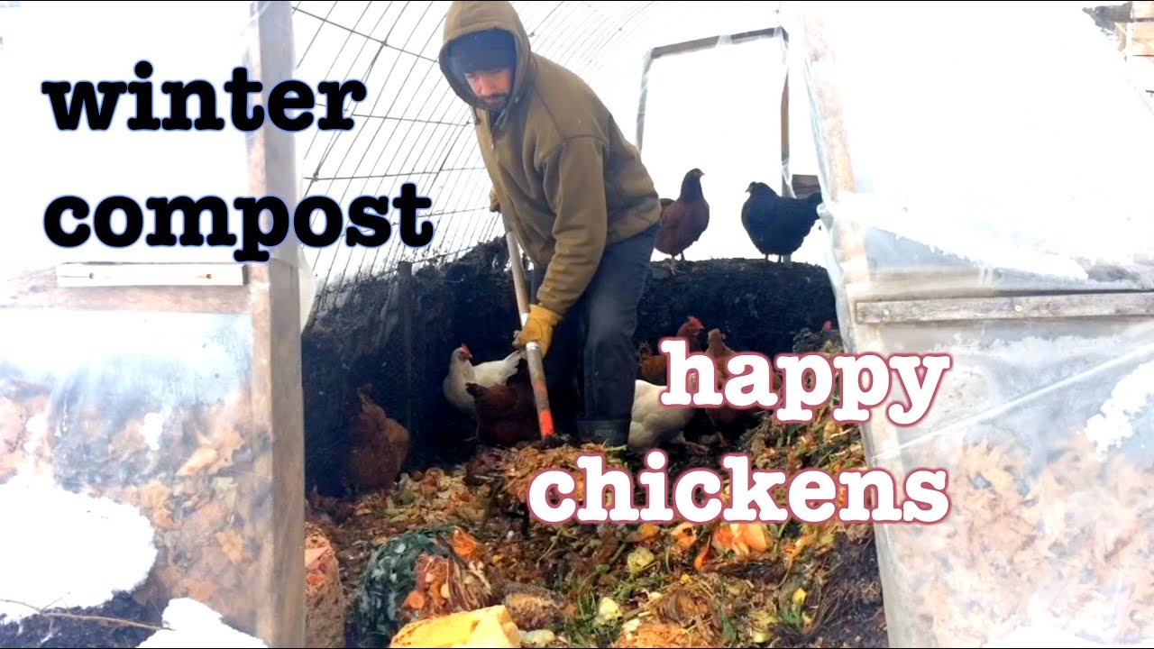 Mountains of Compost = Happy Chickens (even in the depths of winter)