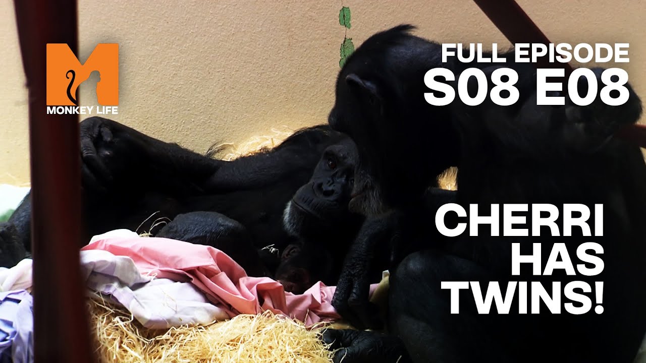 Cherri Has Twins! | Season 8 Episode 8 | Full Episode | Monkey Life