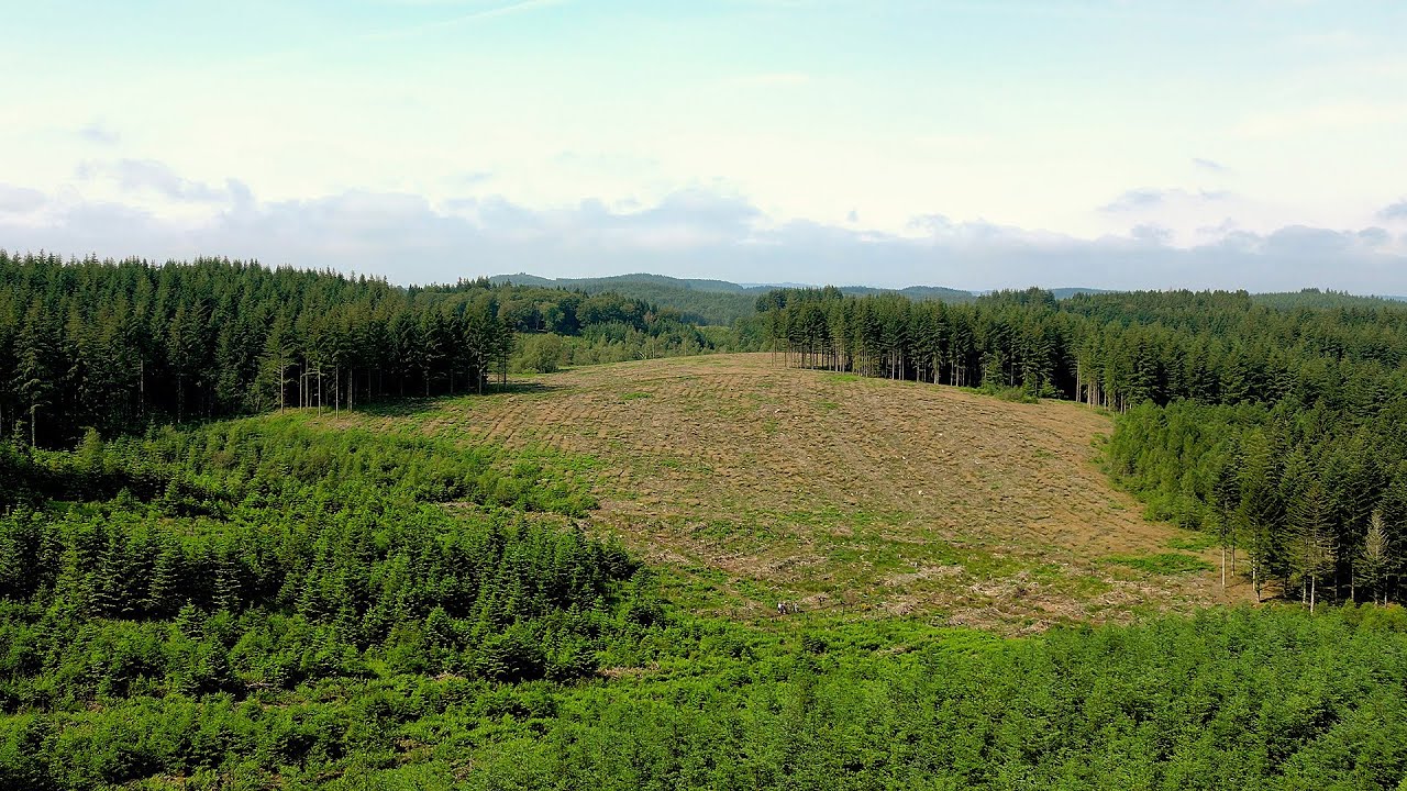 Low carbon label reforestation project