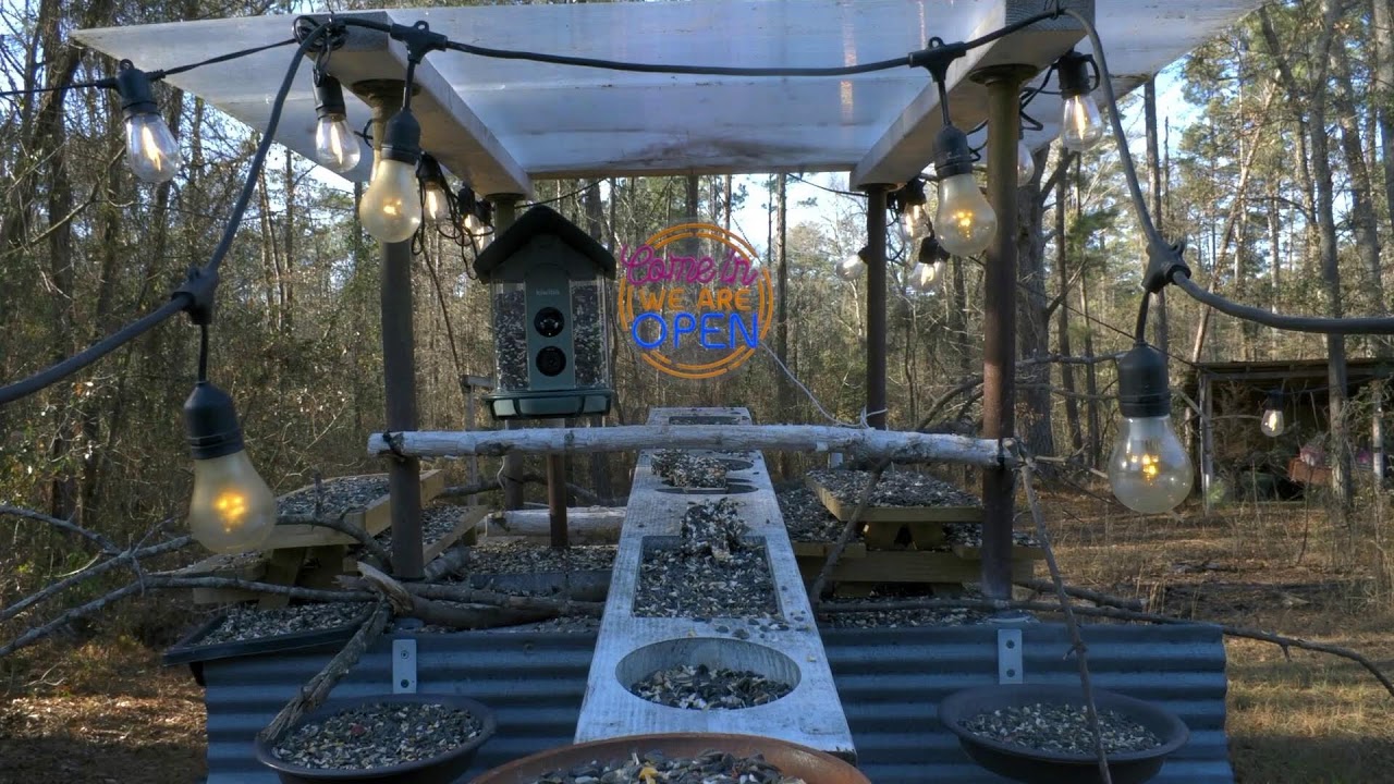 🔴 LIVE – Cozy Backyard Bird Feeder Stream 🕊️🌿✨