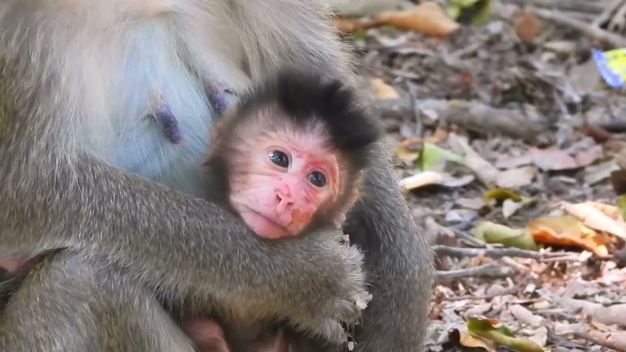 First Steps! Baby Monkey's Adorable Journey