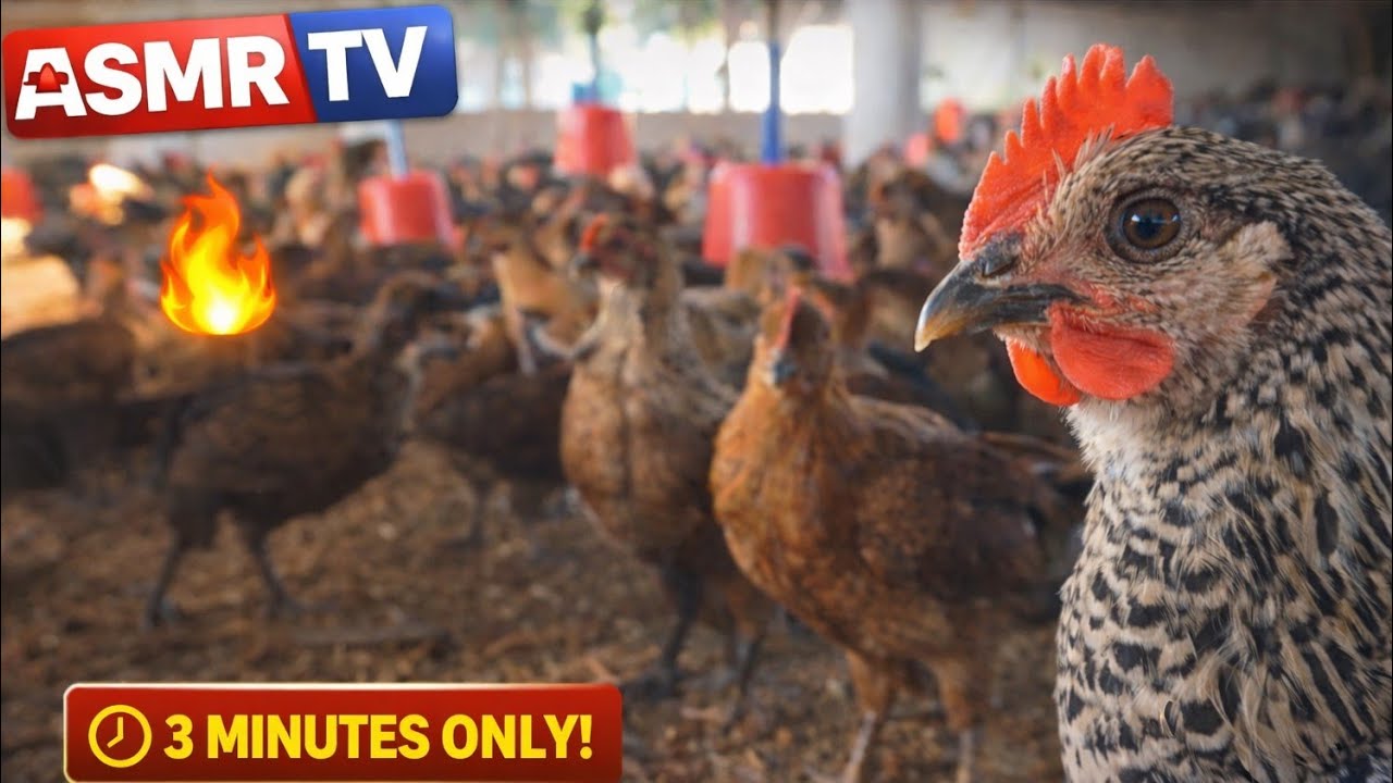 Chicken Farm ASMR 🐔 | Real Natural Sounds (No Talking) | 3 Minutes #ASMR #ChickenASMR #FarmASMR 
