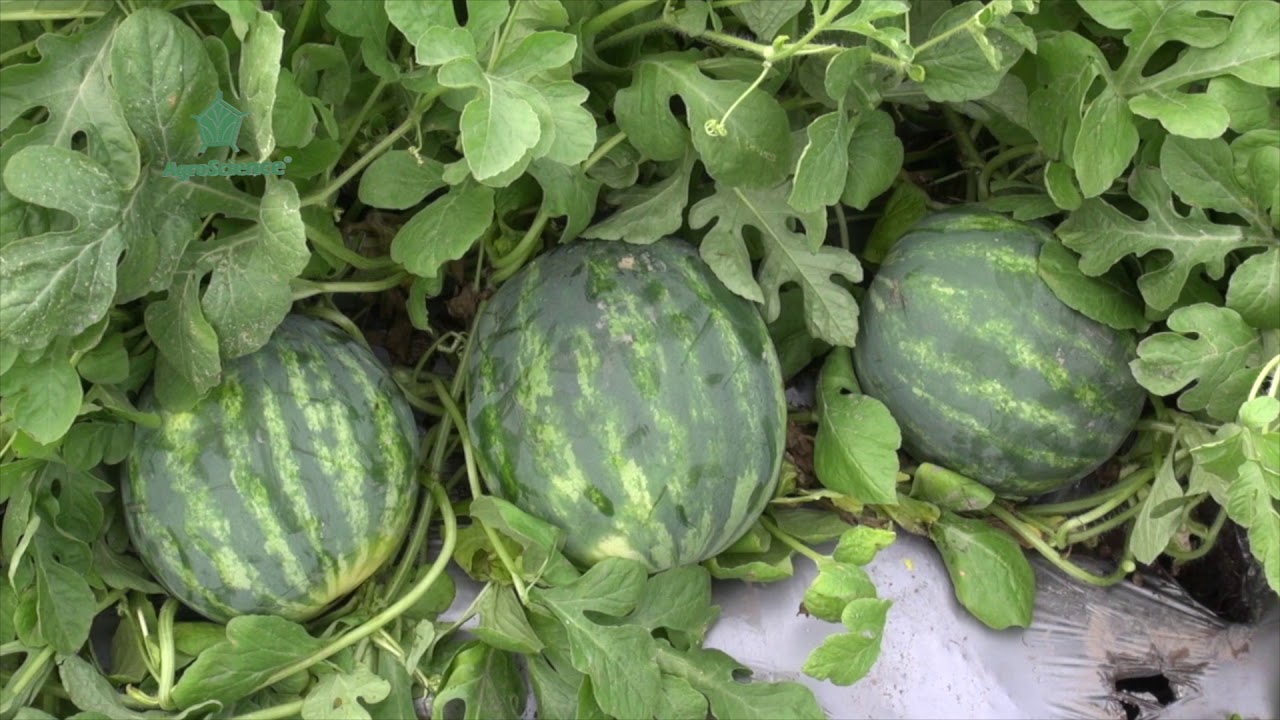 AgroScience | Mayores Rendimientos para Sand&iacute;a