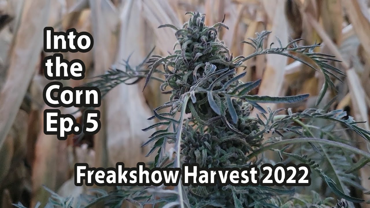 Harvesting Freakshow in the Corn.  The End of a Canadian Guerilla Grow.