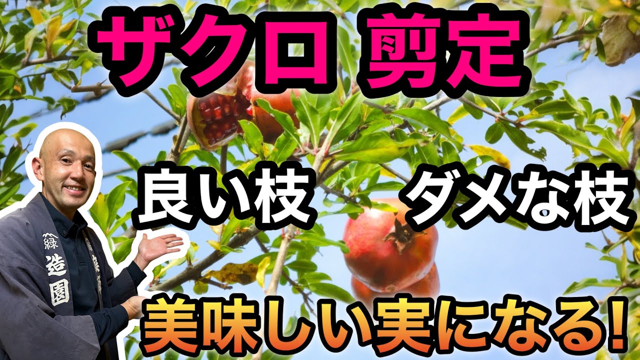 【早く切って！】ザクロの実を太らせる“剪定タイミングと枝の見極め方”をプロが解説！