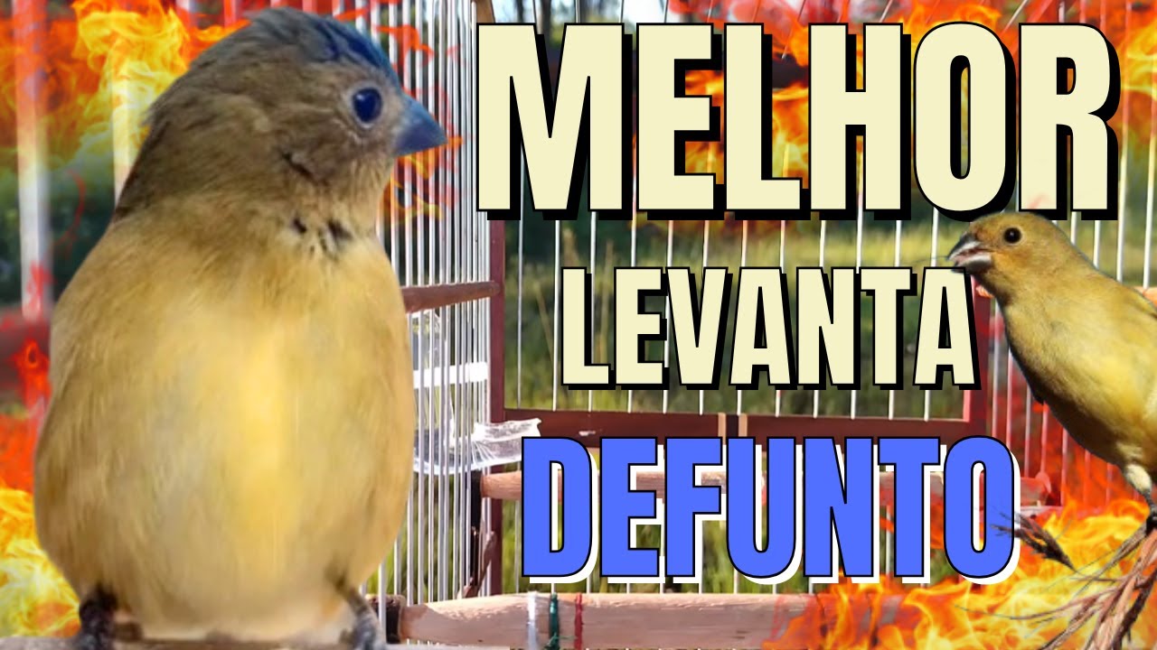 fêmea de papa capim chamando levanta até defunto seu papa capim vai ficar louco !