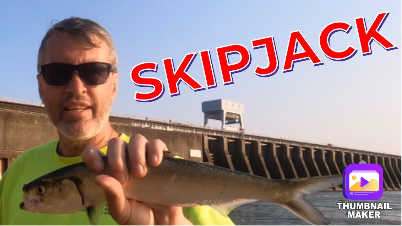 Catching Skipjack Herring at Kentucky Dam
