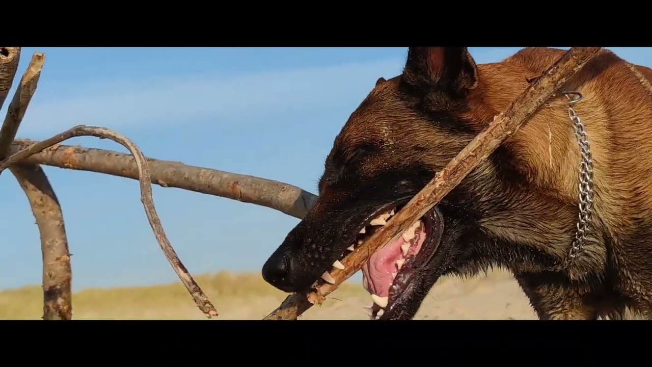 MALINOIS - cinématique 4K