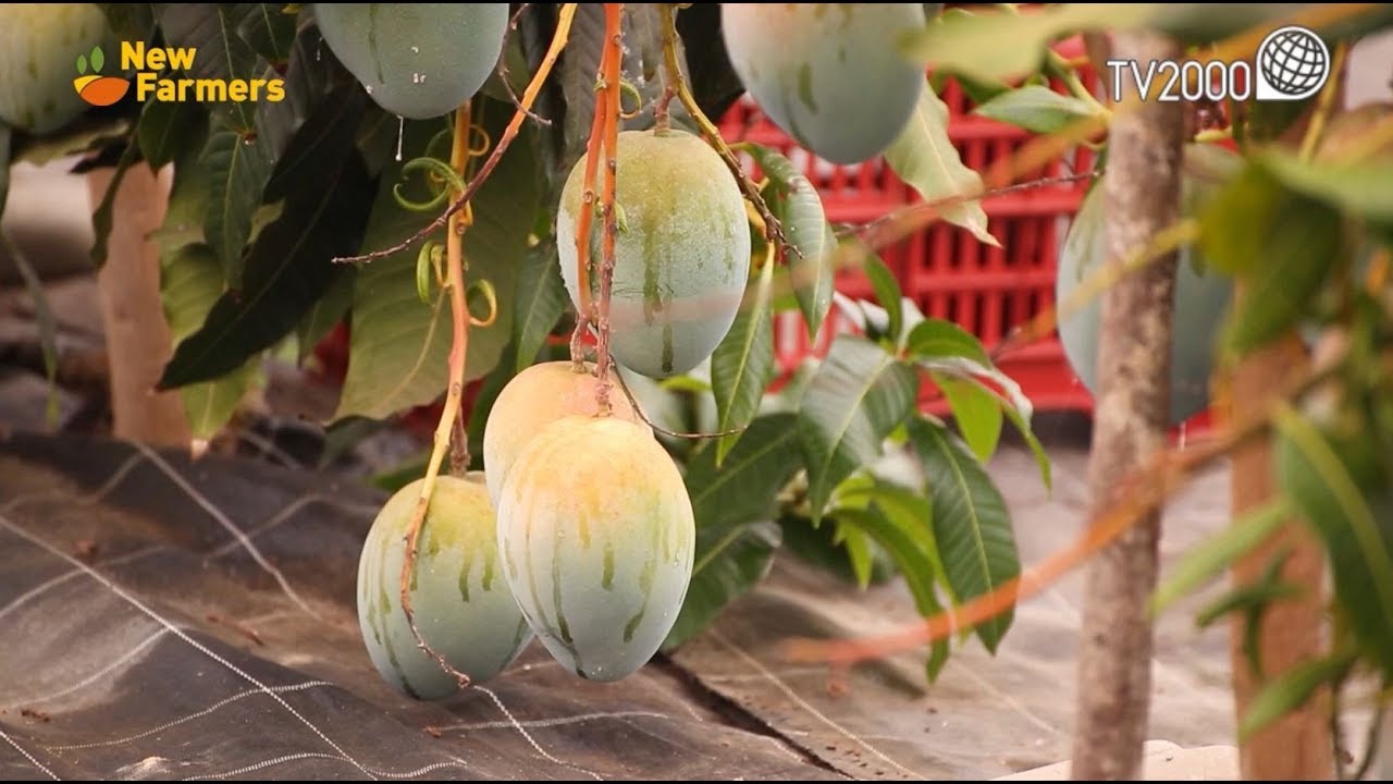 New Farmers - I frutti esotici siciliani nel messinese - 7/2/2019