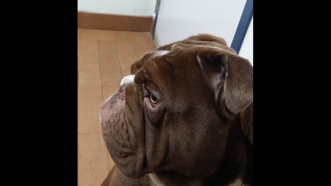 Rare Bulldogs Chocolate Seal Sensation Triple Crown