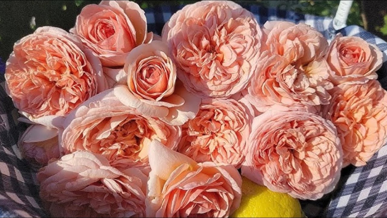 #rose#topaz#sneprincess#arunima#sadhabahar#valantine#abrahamDarby