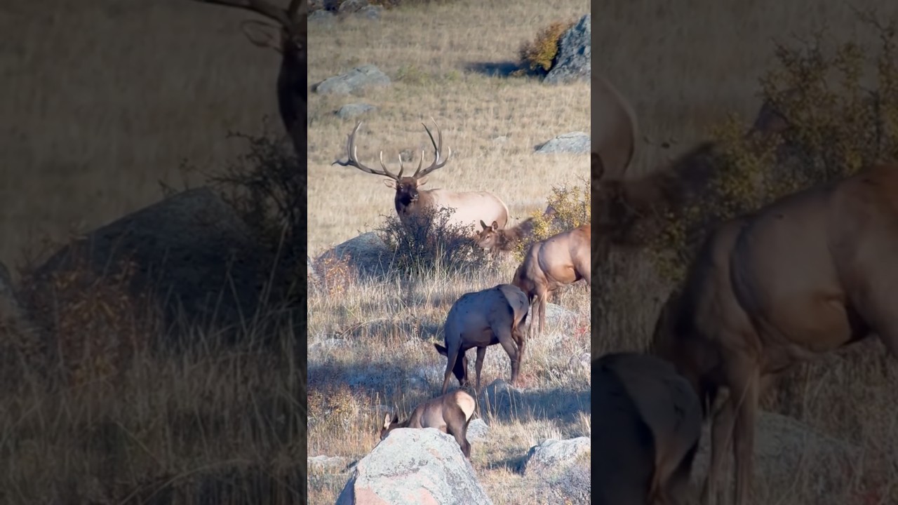 Why Elk Bugle (and What They're Saying)