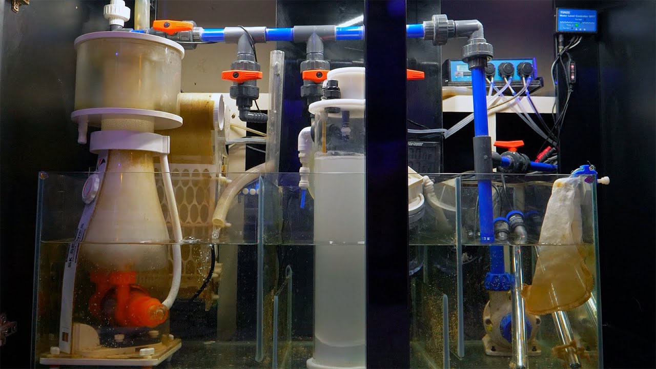 Take Pride in your Reef Tank, Clean Up That Sump!