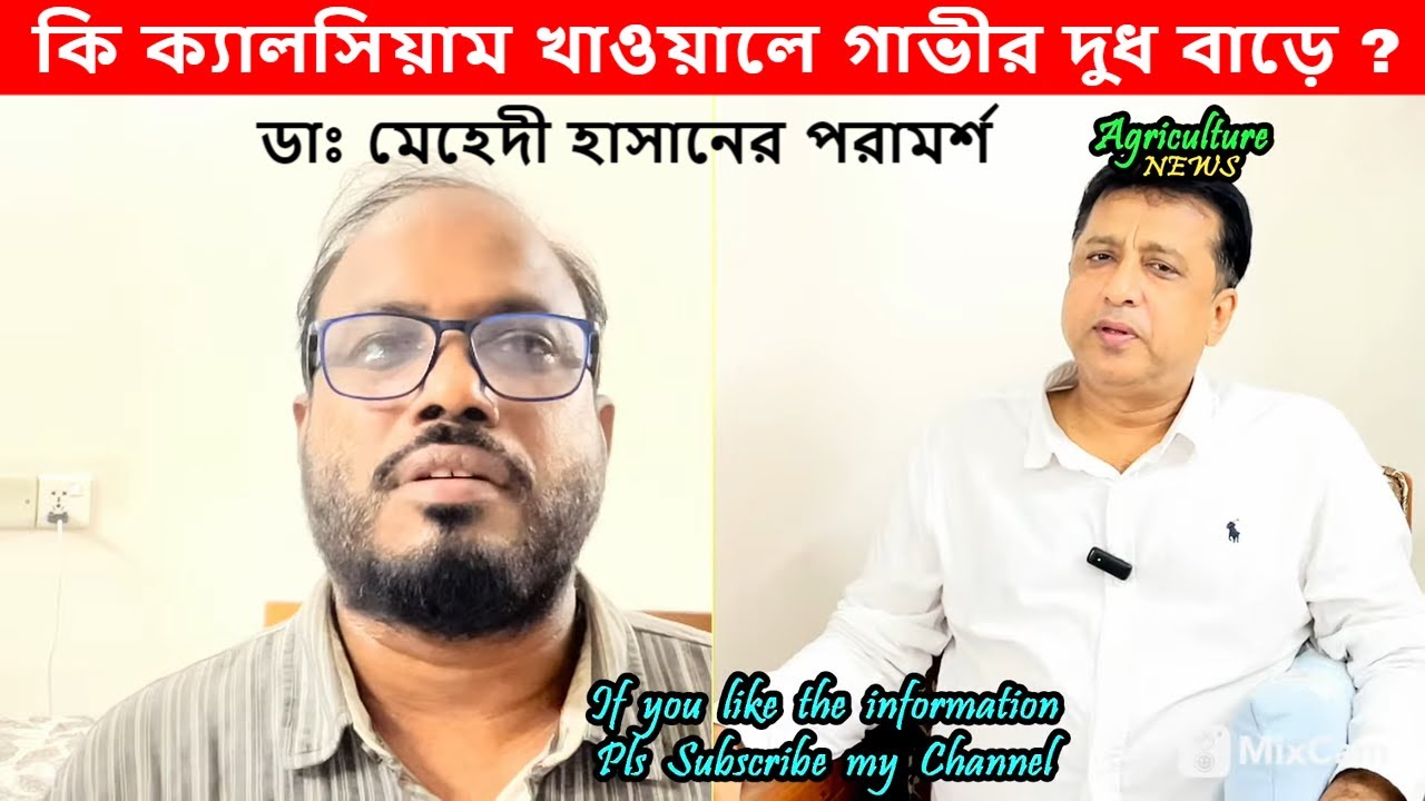 কি ক্যালসিয়াম খাওয়ালে গাভীর দুধ বাড়ে | ডাঃ মেহেদী হাসানের পরামর্শ | agriculture news | baizid morol