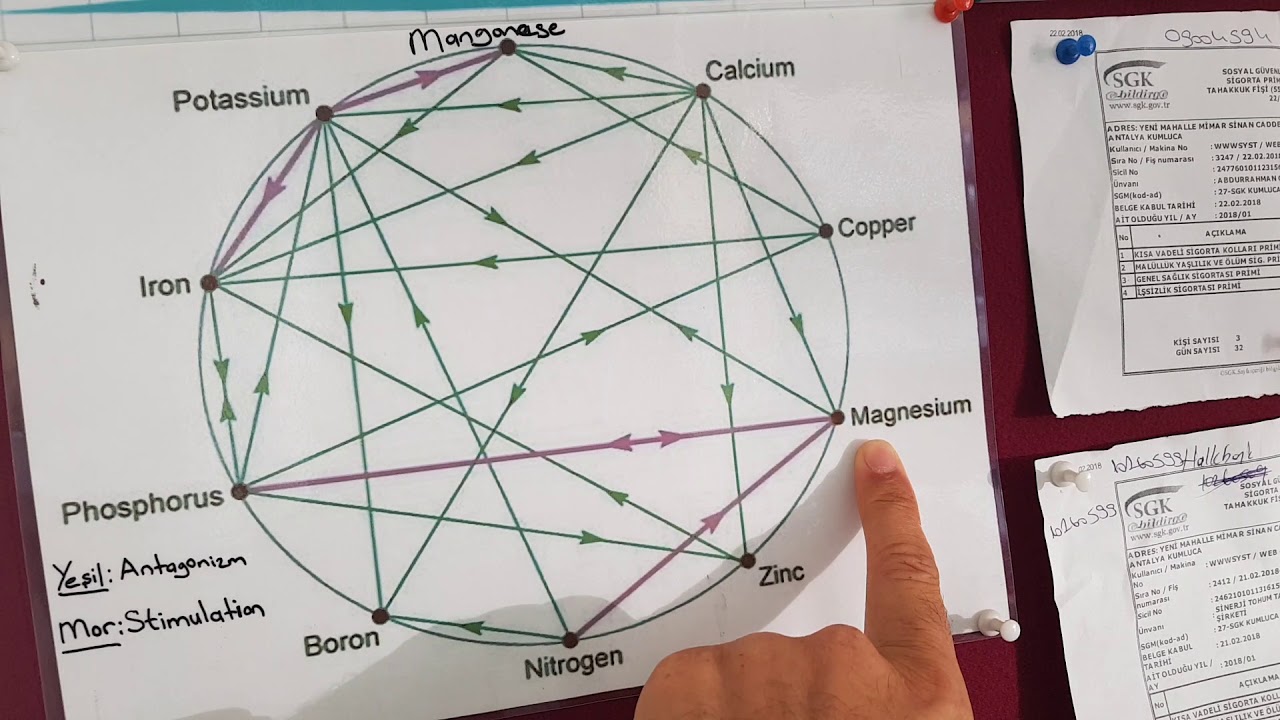 GÜBRELEME- 4 Kalsiyum ve Magnezyum gübrelemesi nasıl yapılmalıdır?