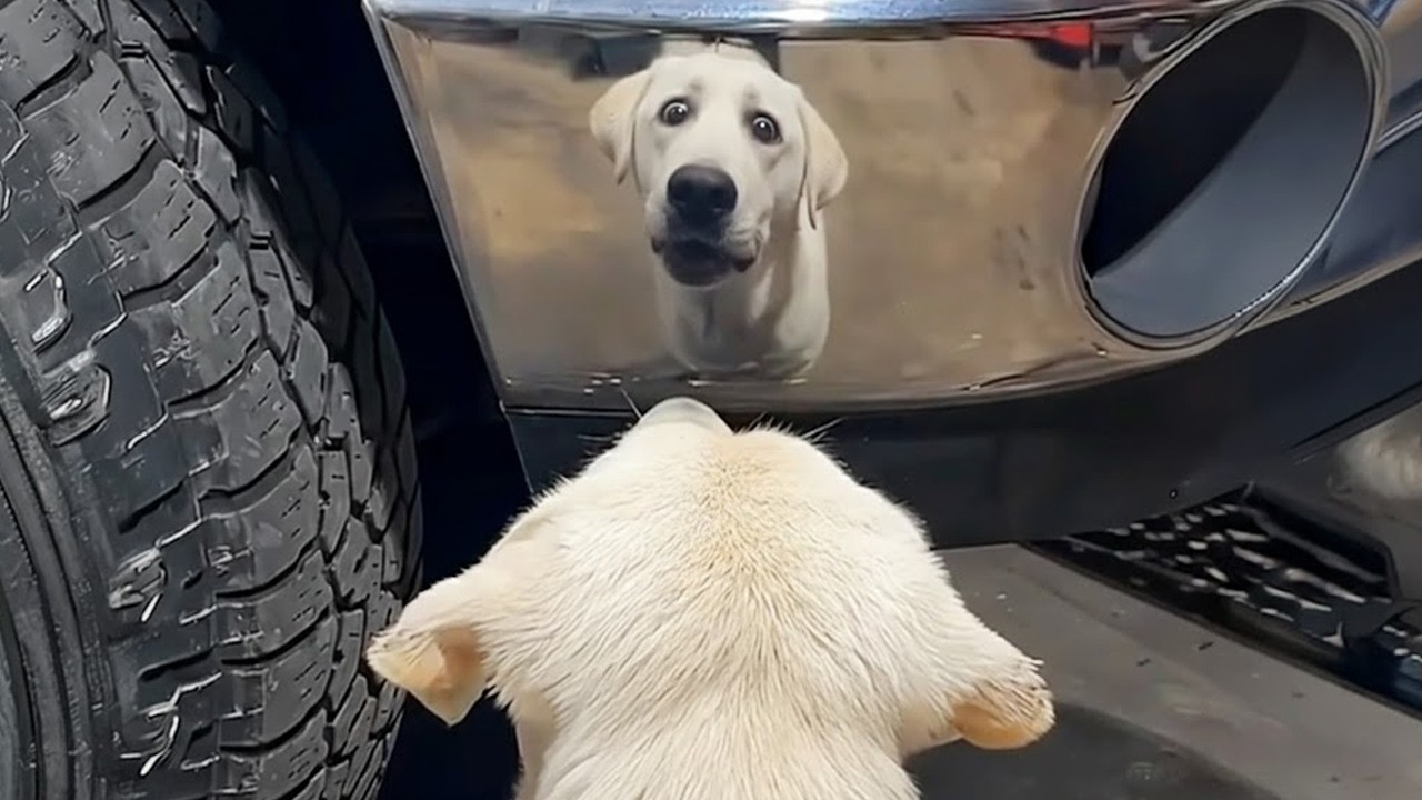 No Podrás Parar De Reír 🤣 Perros Súper Dramáticos Que Necesitan Un Óscar