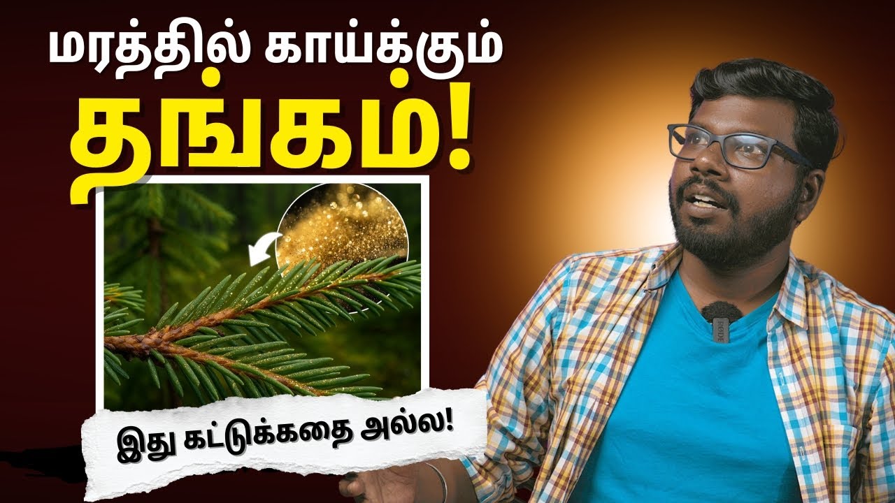 தங்கத்தை சேகரிக்கும் மரம்| Bizarre Truth of Finland's Gold-Collecting Spruce |Big Bang Bogan