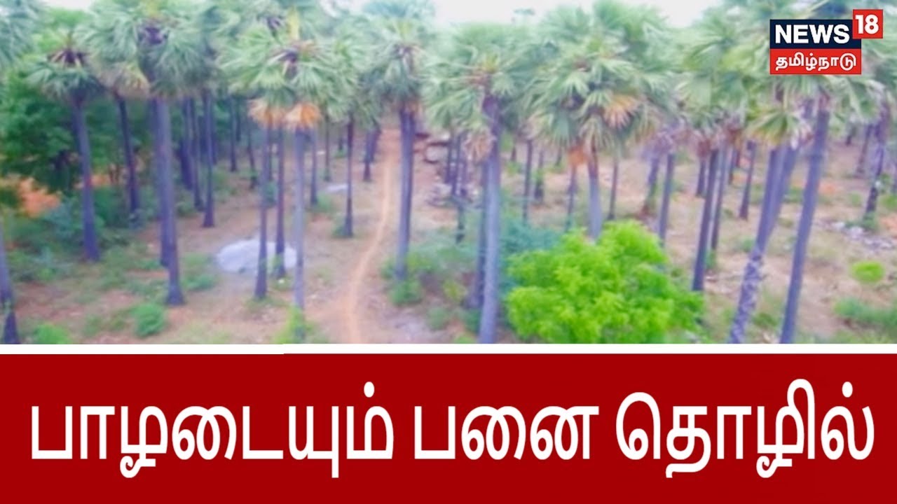 பயிர்த்தொழில் பழகு: பாழடையும் பனை தொழில் | Extinct Career related to palm trees