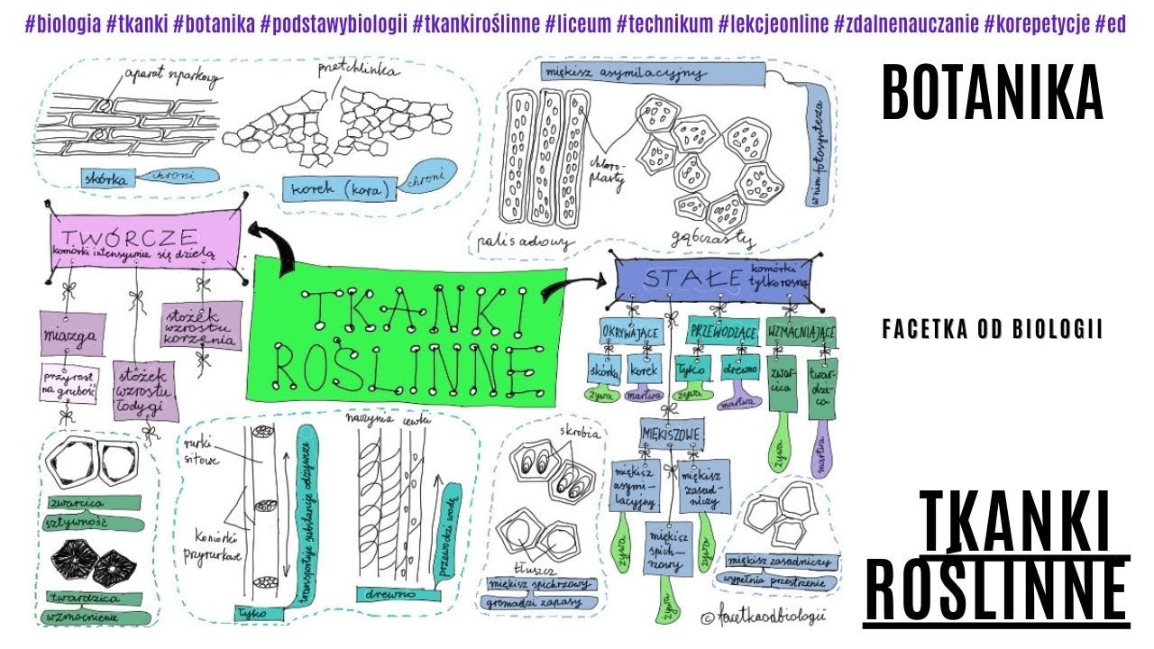 Tkanki roślinne | Budowa i funkcje tkanek roślinnych | Botanika | Darmowe korepetycje z biologii