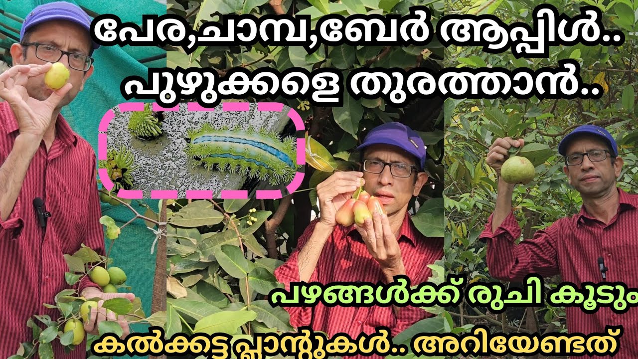 പുഴു ശല്യം കുറയ്ക്കാനും,വലിപ്പവും സ്വാദിഷ്ടവുമായ പഴങ്ങൾ ലഭിക്കാൻ..#fruits#tips#organic pesticides