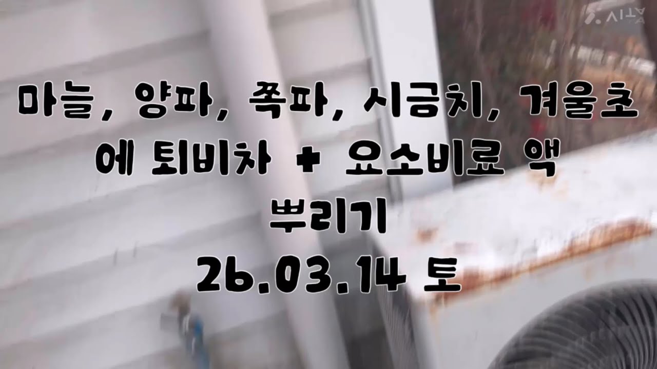 마늘, 양파, 기타 작물에 퇴비차 뿌리기 26.03.14