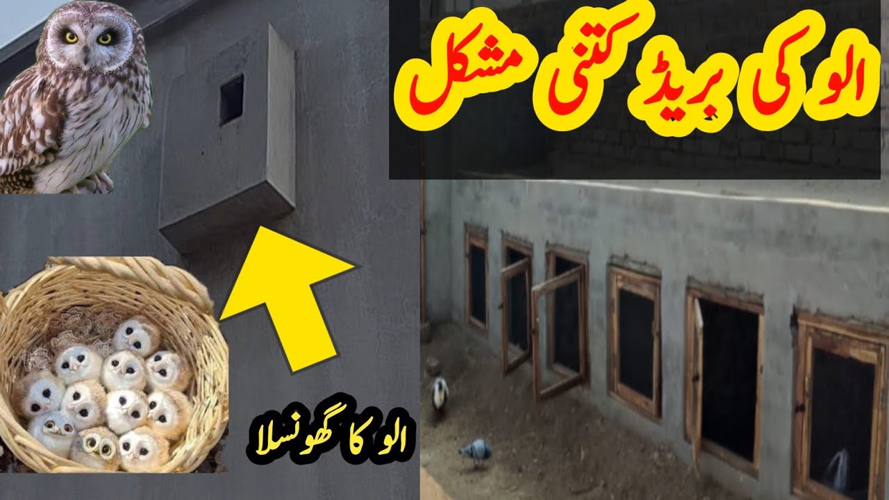 ریان کے گھر میں الو کا گھونسلہ 😮 | الو کے بچے | پیٹ ہاؤس کی مکمل اپڈیٹ