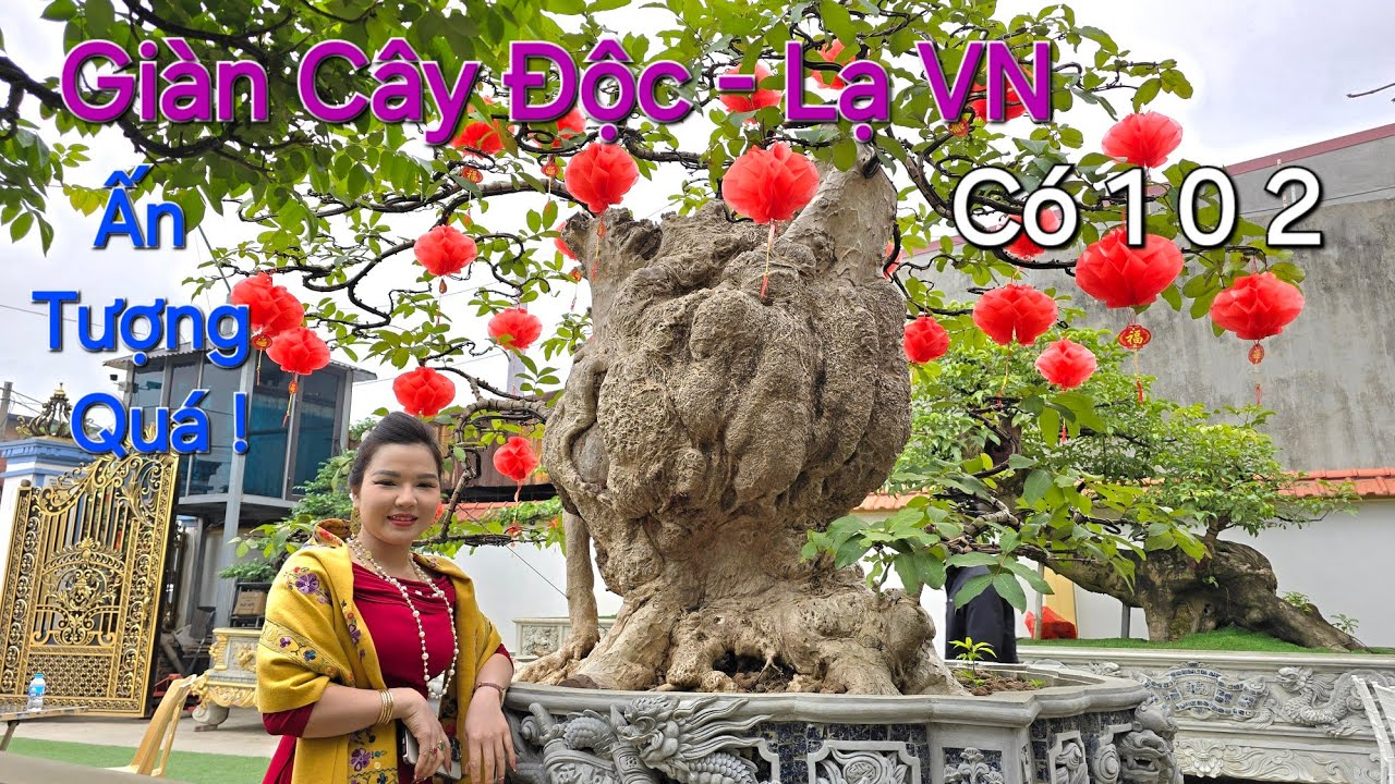 NGƯỠNG MỘ ANH người sưu tầm CÂY ĐỘC - LẠ xuyên quốc gia , sang tận LÀO và THÁI mua cây .
