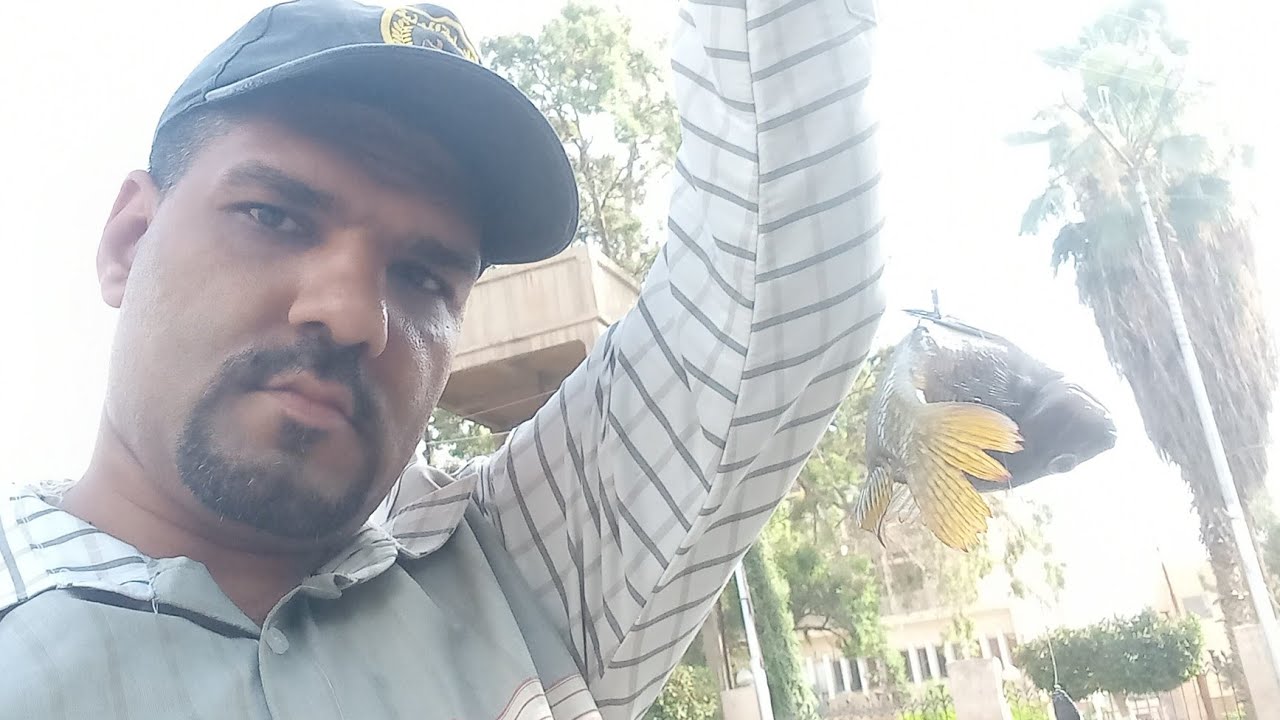 صيد السمك البلطى بالذره الصفراء وطريقة تحضيرها وتحضير علفة الدور لاتنسو الاشتراك