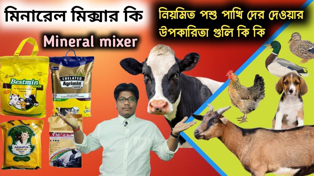 মিনারেল মিক্সার পশুকে কেন দেওয়া হয় ||What is a mineral mixer?  And its benefits