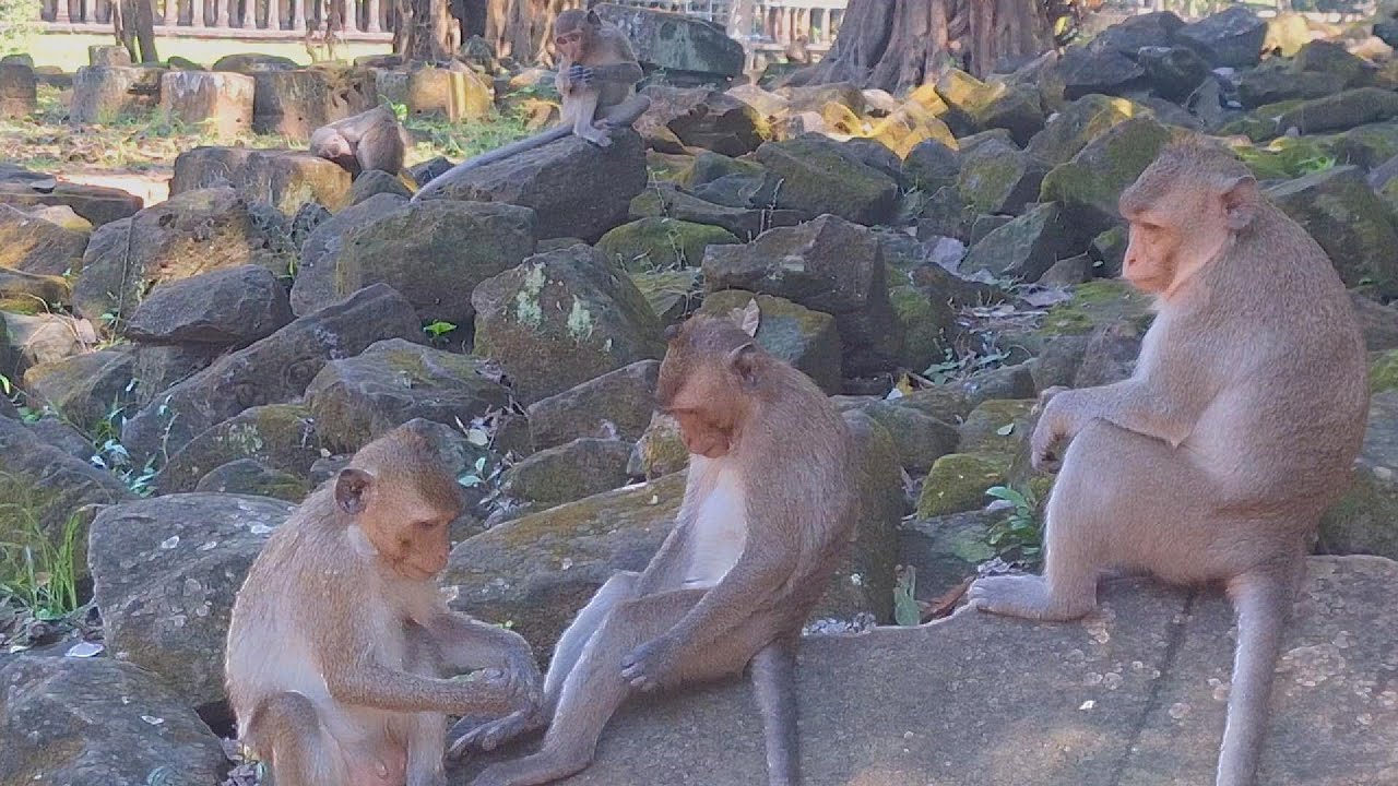 This Monkey's Reaction Will Make You Laugh!