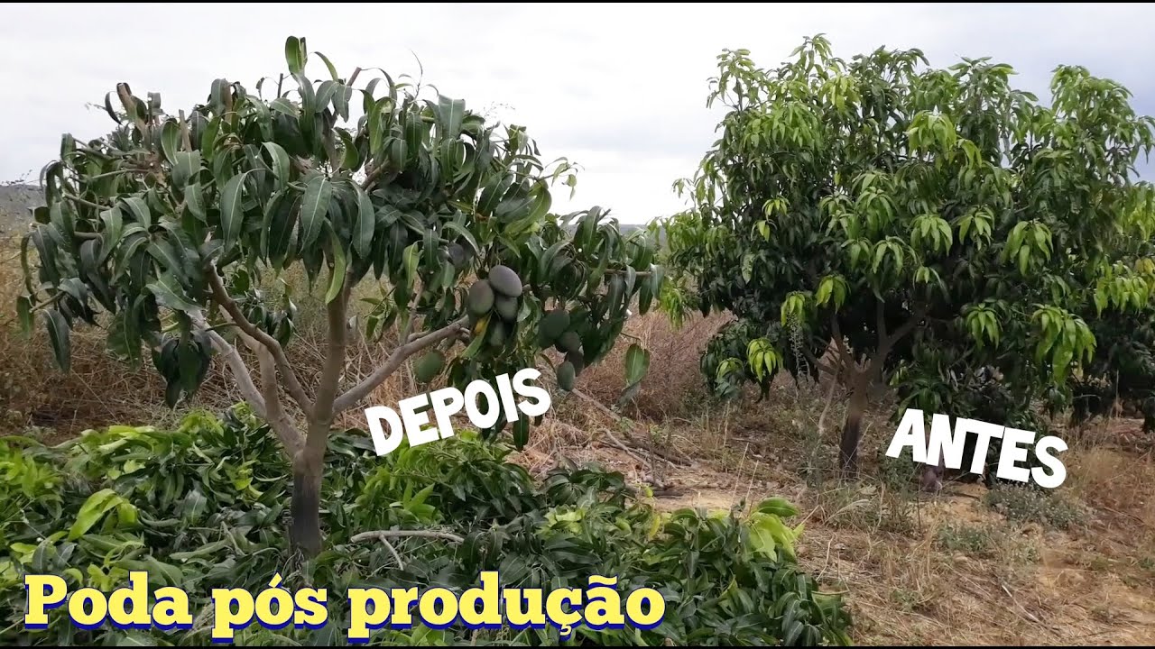 Poda pós produção | Manga Palmer
