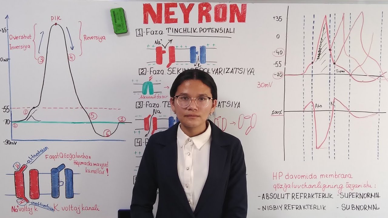 Neyronda Harakat Potensiali. Refrakterlik
