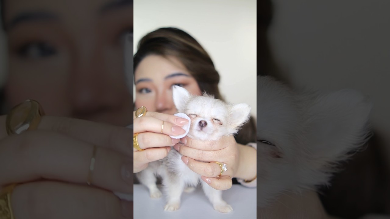 Салфетки для удаления слезных пятен на ячменном медведе 🐾🤍