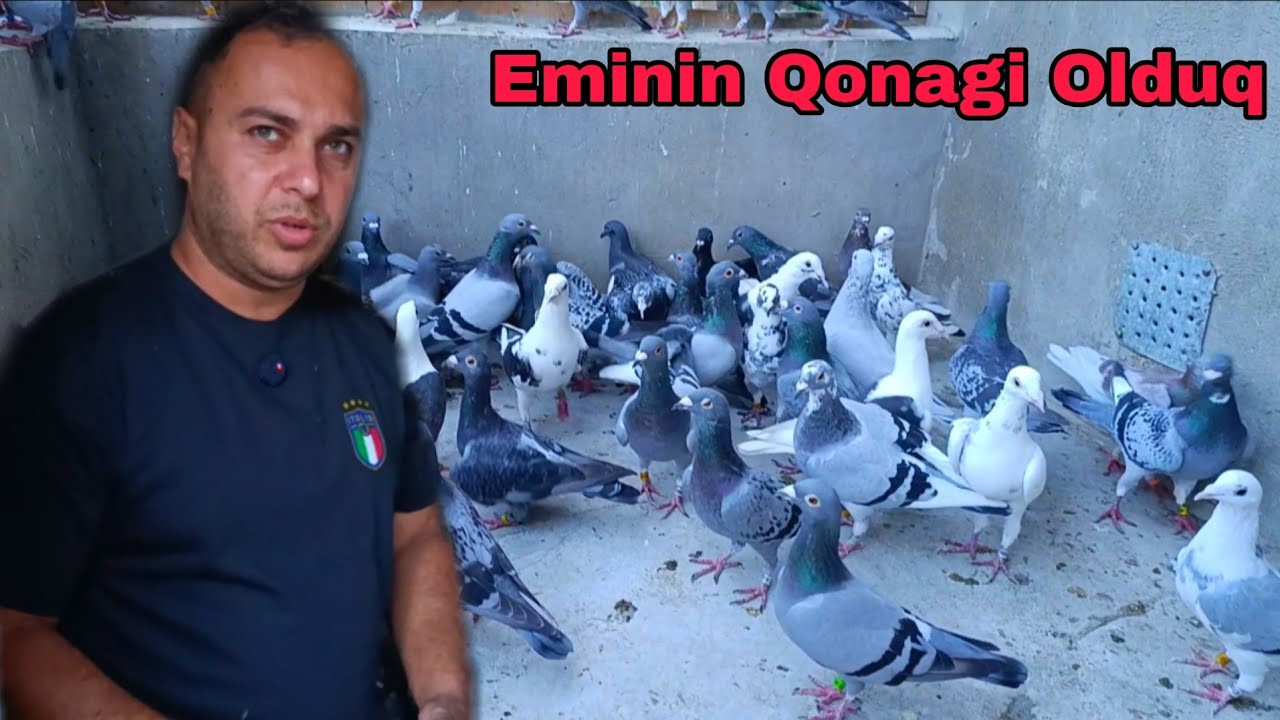 Eminin Qonagi Olduq Posta Goyercinleri 