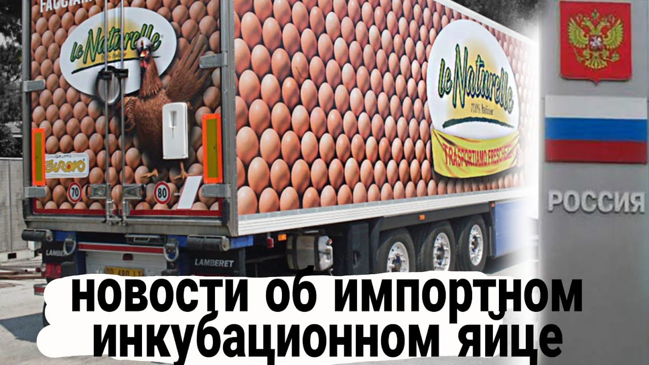 Ждать ли импортное Инкубационное яйцо
