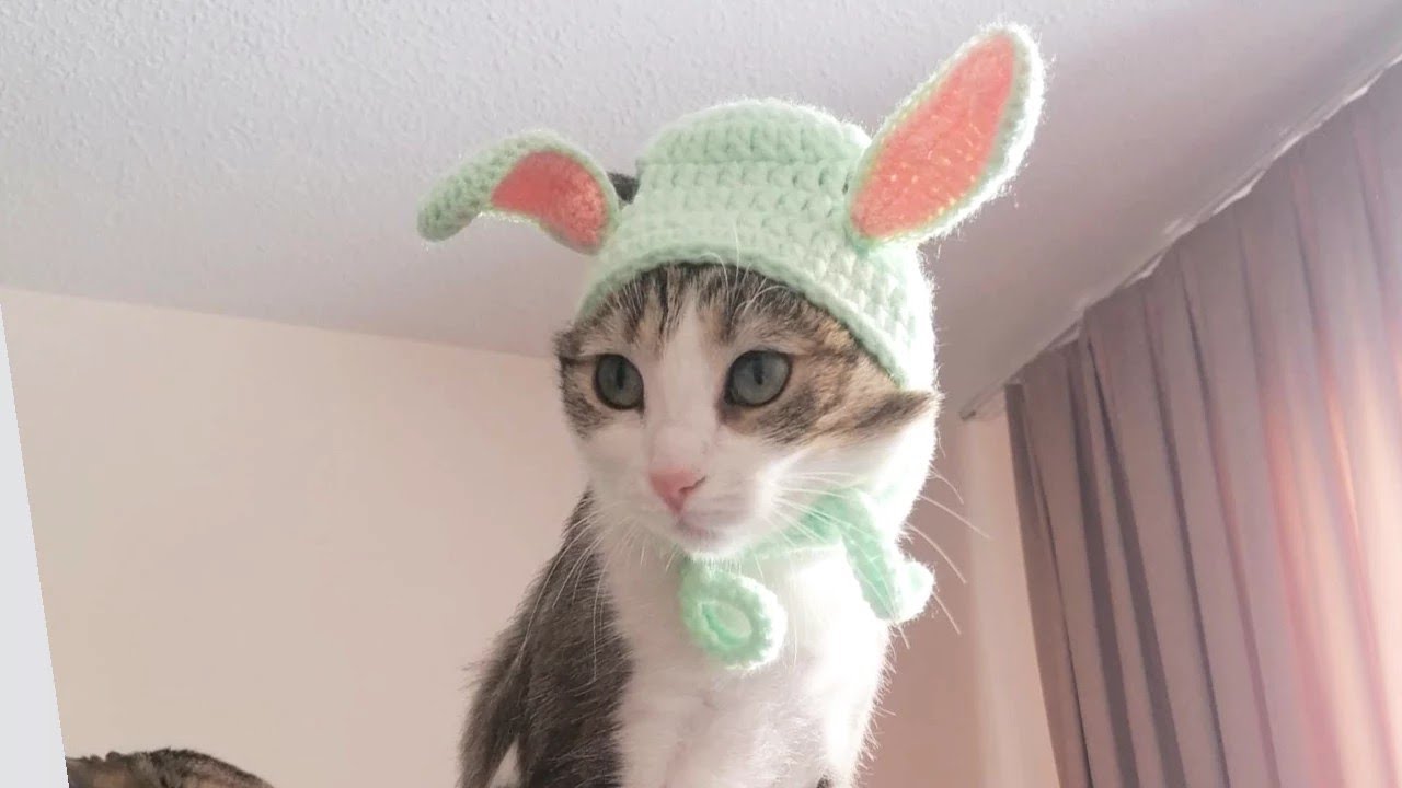 Tavşan kulaklı kedi beresi yapımı#knitting #crochet #tejido