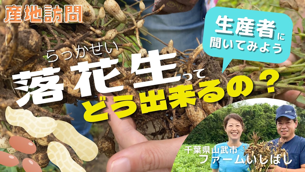 【産地訪問】落花生ピーナッツってどう出来るの？収穫から出荷まで＆新品種Ｑなっつの食べ方／ファームいしばし（千葉県）