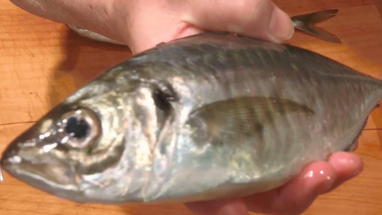 《鯵は二日寝かせると美味しい！！！！》・・・・大和の　和の料理《刺身（リハビリ編)》