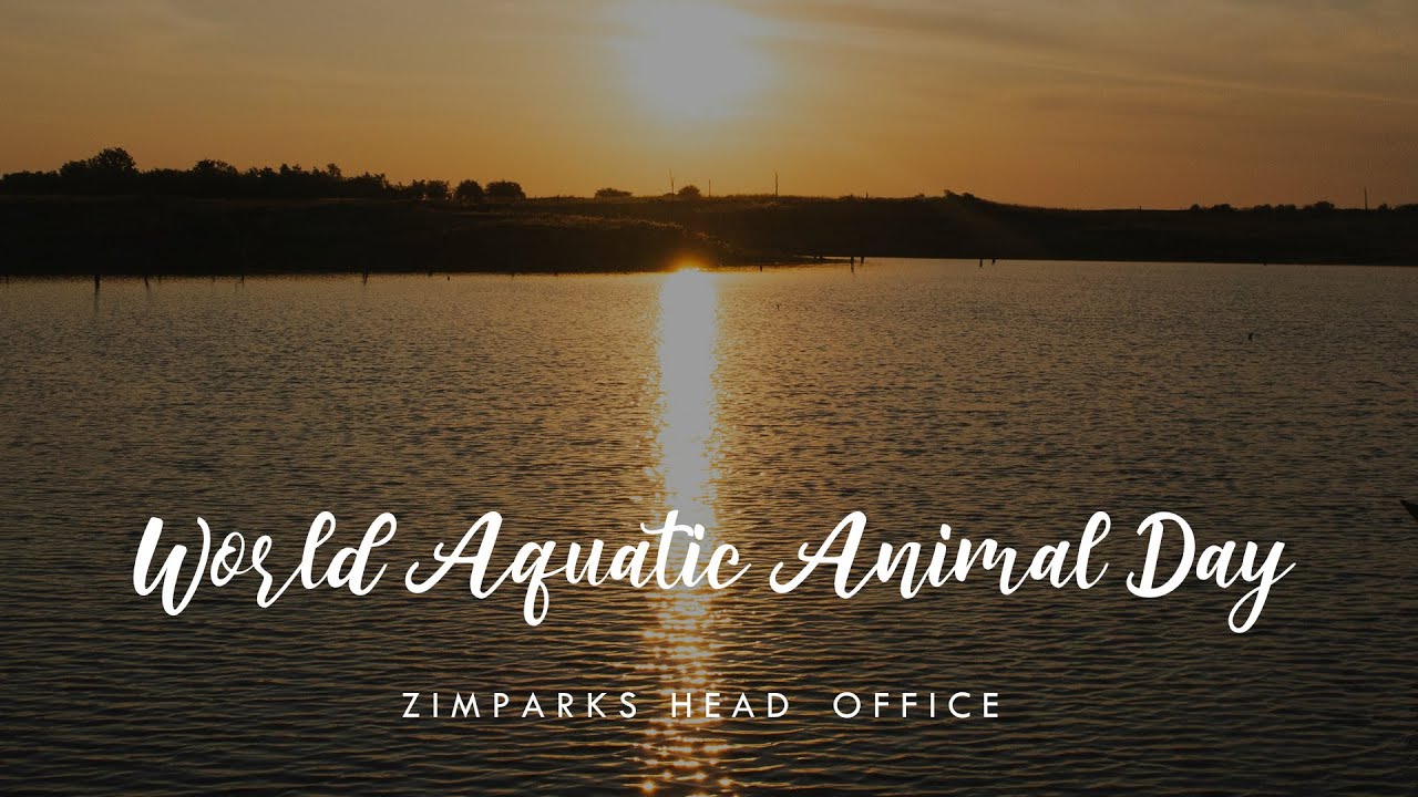 World Aquatic Animal Day 3 April 2024