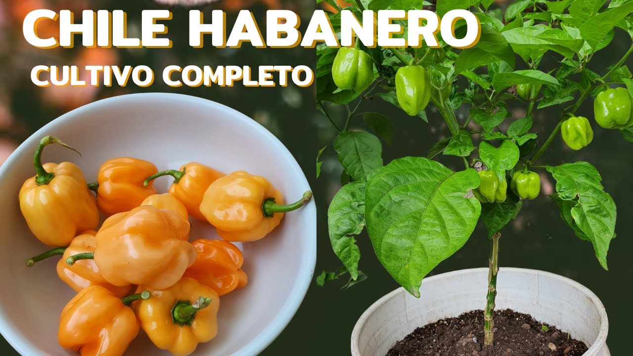 Cómo cultivar chile habanero en casa//cosecha abundante