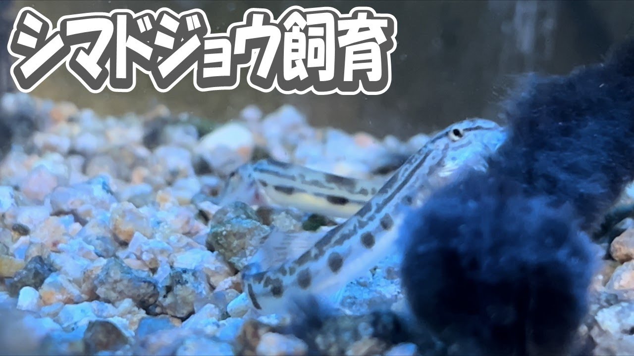 ろ過無しエアー無しでシマドジョウ育てて２年３ヵ月