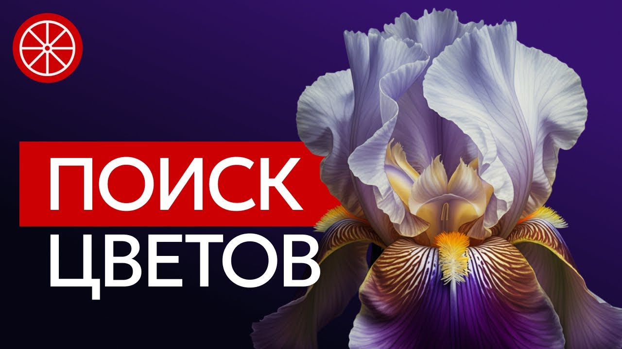 Пионы, ирисы, лилии, флоксы. Лучшие сочетания в цветниках