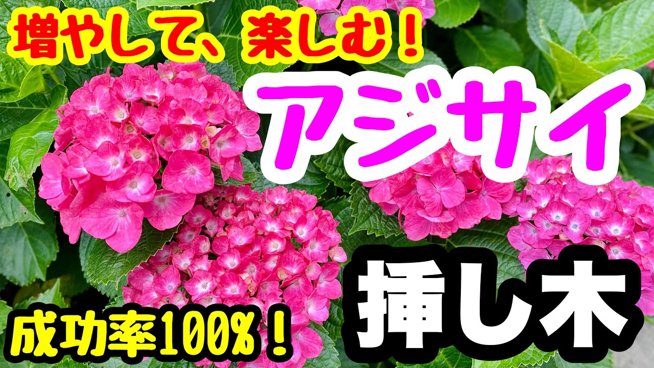 ■増やして楽しむ♫アジサイの『挿し木🌱』成功率100%⁉️
