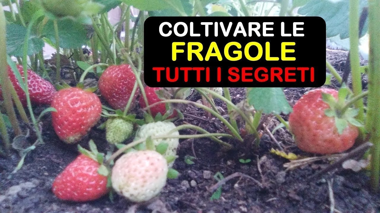 COLTIVARE LE FRAGOLE